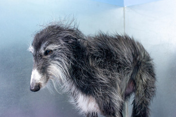Canine hairdresser dries the wet hair of a greyhound with a powerful dryer