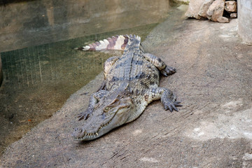 A Young Crocodile Resting on the Ground