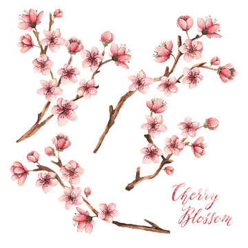 Cherry blossom,spring flowers,watercolor illustration,branches, flowers,different elements,handmade