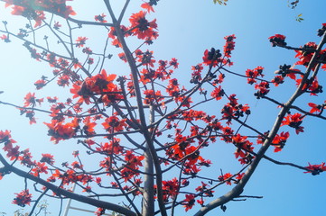 Red kapok, very beautiful