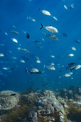 Fototapeta na wymiar School of Jackfish in ocean, Indonesia