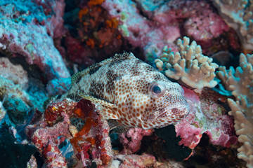 Fototapeta na wymiar Jewel grouper sitting in coral reef, Indonesia