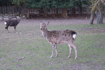 Naklejka na ściany i meble 奈良県の鹿(Deer of Nara Prefecture)