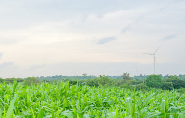 corn field and windmills as background blue sky