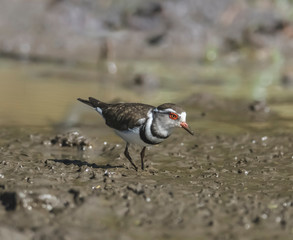  Three banded plover, Africa