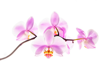 Blooming orchid flowers on white background at backlight.