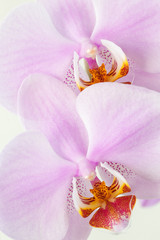 Blooming orchid flowers on white background in a close-up view.