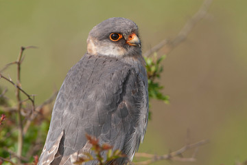 Red-footed Falcon Birds