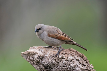 Bay winged Cowbird