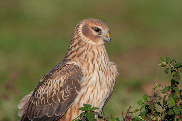 Hen Harrier Birds Animal