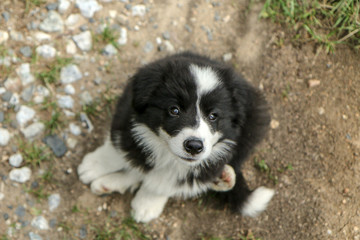 A cute puppy of a border collie is sitting and looking up. It looks very happy and satisfied