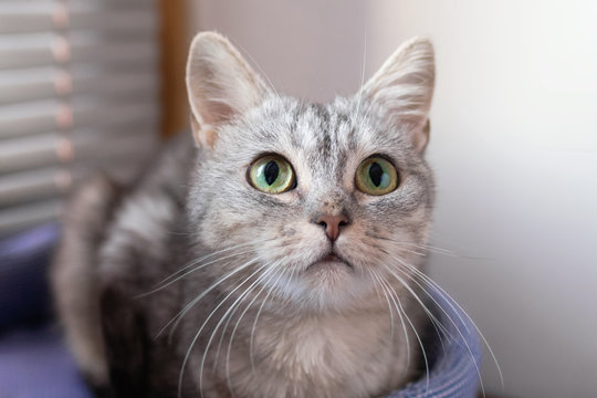 Portrait of beautiful fluffy gray tabby cat with green eyes on a cat bed near to a window.