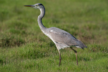 Fototapeta premium Grey Heron Birds
