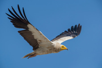 Egyptian Vulture Birds Animal