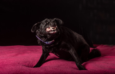 One cute little black dog are lying on a soft pink bedspread on a black background