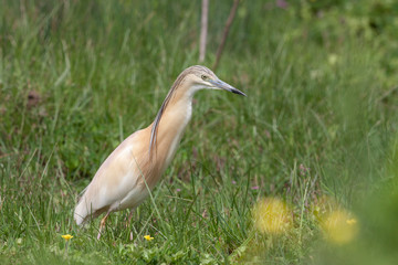 Obraz premium Squacco Heron Birds Animal