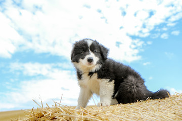 Naklejka na ściany i meble A happy cute puppy of a border collie is posing on the hay bale and smiling