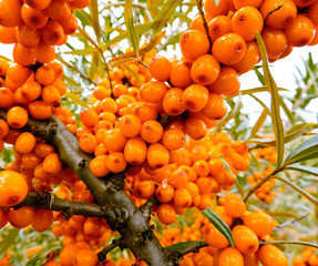 Branch of orange sea buckthorn berries. Sea-buckthorn on the tree .Sea buckthorn berries on the...