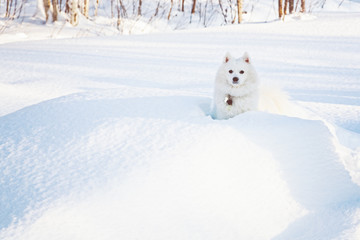 Naklejka na ściany i meble White dog Spitz walks in winter on snow