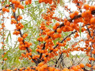 Branch of orange sea buckthorn berries. Sea-buckthorn on the tree .Sea buckthorn berries on the...