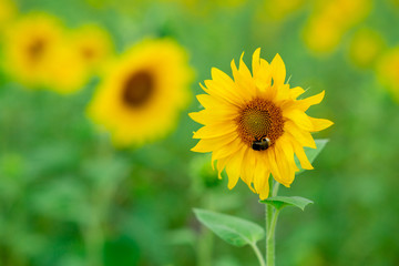 Obraz premium Bumblebee on a sunflower