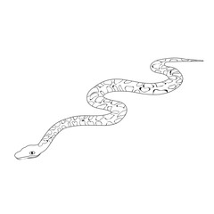 vector, isolated, snake sketch