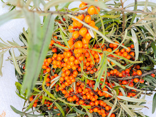 Branch of orange sea buckthorn berries. Sea-buckthorn on the tree .Sea buckthorn berries on the...