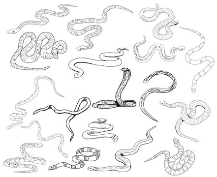 snake sketch, set
