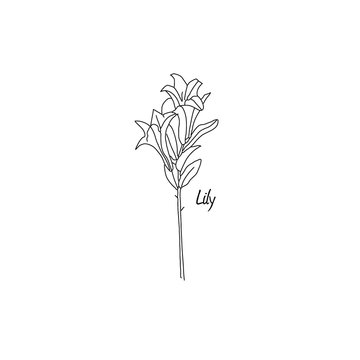 White lily isolated on a white background. Card with blooming lily. Hand drawn vector illustration.