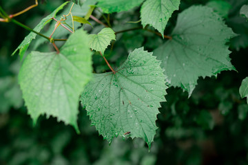 Green grape leaves after the rain