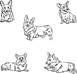 Dog, corgi, various poses, movements and foreshortenings of figures, black