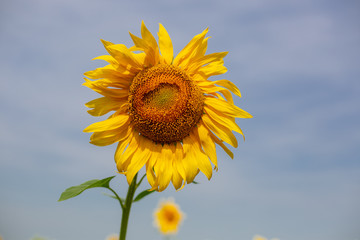 sunflower close up withered, old