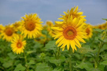 Fototapeta premium Sunflower in the field