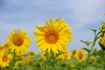 Obraz premium Sunflower in the field