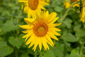 Yellow sunflower blooms