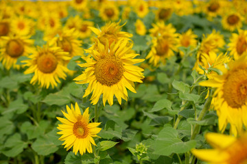 Yellow sunflower blooms
