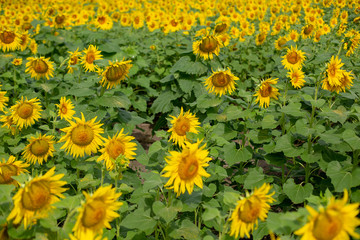sunflowers field in summer