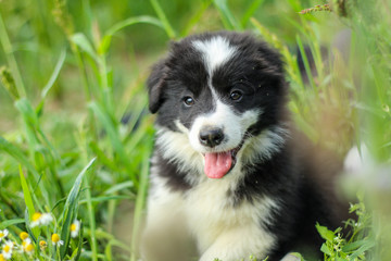 A portrait of a cute happy puppy of the border collie, posing in the grass and looking like smiling. 