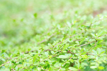 green leaves of tree and natural background. feel fresh and relax. closeup and selective focus
