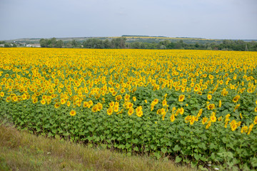 sunflowers field in summer