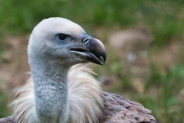 Eurasian Cape Griffon - Gyps fulvus