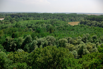 Fototapeta na wymiar Steppe with forest and river