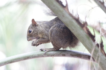 Obraz premium esquilo