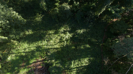 Fototapeta premium forest top view, abstract background