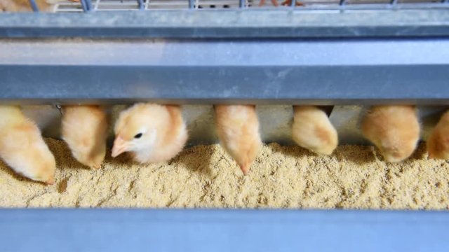 close up small chicks have meal at a farm, Industrial poultry, 