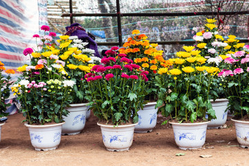closeup dahlia flowers