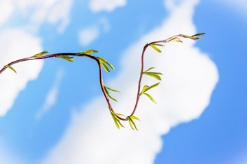 The tree branch with the first leaves. Spring parabola and blue sky. Positive concept