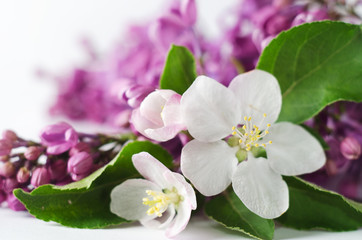 Fototapeta na wymiar Beautiful springtime wallpaper with apricot and lilac blooming.Close up photo of spring flowers.