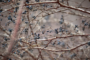 Chokeberry Tree