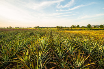 Fototapeta na wymiar Pineapple farm8